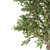 Pure White Alder Tree 3D model small image 2