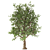 Pure White Alder Tree 3D model small image 4