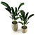 Lush Indoor Plants Set 3D model small image 2