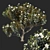 Magnolia Grandiflora Plant 3D Model 3D model small image 1