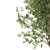 European Nettle Tree: Summer Delight! 3D model small image 2