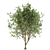 European Nettle Tree: Summer Delight! 3D model small image 3
