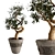 Elegant Indoor Tree: Max, fbx 3D model small image 1