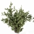 Elegant Green & White Bush Set 3D model small image 6