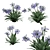 Agapanthus 2013 3D Model 3D model small image 1