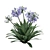 Agapanthus 2013 3D Model 3D model small image 3