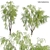 Weeping Willow 3D Model - Archive 3D model small image 1