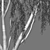 Weeping Willow 3D Model - Archive 3D model small image 2