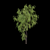 Weeping Willow 3D Model - Archive 3D model small image 3