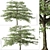 Flowering Pagoda Dogwood: Set of 2 Trees 3D model small image 2