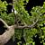 Premium Trees for Gardens and Streets 3D model small image 2