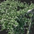 Trachelospermum Jasminoides 02: Detailed 3D Model 3D model small image 2