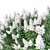 Title: Lagerstromia White Flowers - Realistic 3D Model 3D model small image 2