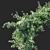 Trachelospermum Starry Jasmine - Toscane Delight 3D model small image 3