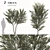 Pearl Acacia Tree Set - 2 Trees 3D model small image 1