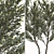 Pearl Acacia Tree Set - 2 Trees 3D model small image 4