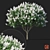 Lagerstroemia Tree: White Flowers 3D model small image 1