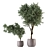 Green Oasis Indoor Plant Set 3D model small image 1