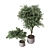 Green Oasis Indoor Plant Set 3D model small image 2