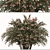 Abelia grandiflora Set: 3 Pearl Acacia Shrubs 3D model small image 2