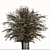 Abelia grandiflora Set: 3 Pearl Acacia Shrubs 3D model small image 3