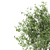 Ornamental Loquat Tree Trio 3D model small image 2
