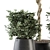273 Indoor Plant Set - Pot Included 3D model small image 3