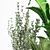 Modern Indoor Plant Set 07 3D model small image 1