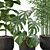 Green Oasis: Monstera, Ficus Lyrata, Bamboo 3D model small image 2