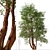 Water Birch Trees - Set of 2 3D model small image 2