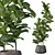 Ficus Lyrata: Modern Plant Collection 3D model small image 1