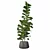 Ficus Lyrata: Modern Plant Collection 3D model small image 3