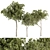 Petite Fringe Tree Set 49 3D model small image 3