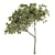 Petite Fringe Tree Set 49 3D model small image 5