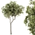 Petite Fringe Tree Set 49 3D model small image 6
