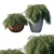 Glauca Pot: Elegant Casuarina Tree 3D model small image 1