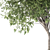 Evergreen Elm Tree Trio 3D model small image 2