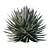 Agave Blue Glow: Stunning 2013 Design 3D model small image 3