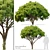 Japanese Red Pine Trees - 3.5m Height 3D model small image 1