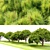 Japanese Red Pine Trees - 3.5m Height 3D model small image 2