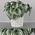 Tropical Watermelon Peperomia 3D model small image 1