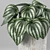 Tropical Watermelon Peperomia 3D model small image 2