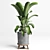 Concrete Vase Palm Tree Monstera 3D model small image 4