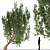 European Black Alder: Native Elegance 3D model small image 1