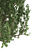 European Black Alder: Native Elegance 3D model small image 2