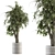 Ficus Benjamin Pot Plant Set 3D model small image 1