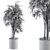 Ficus Benjamin Pot Plant Set 3D model small image 5