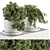 Green Oasis: Small Indoor Plant Set 3D model small image 1