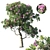 Plumeria Rubra: Exquisite Floral 3D Model 3D model small image 1