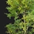 Black Gum Eucalyptus Tree Pack 3D model small image 4